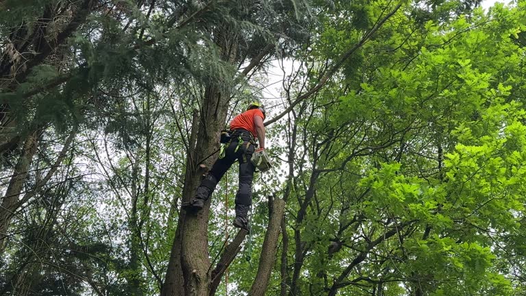 Best Hedge Trimming  in Babson Park, FL